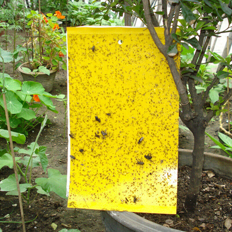 Double-sided insect trap Yellow board waterproof insect killer trap insect trap
