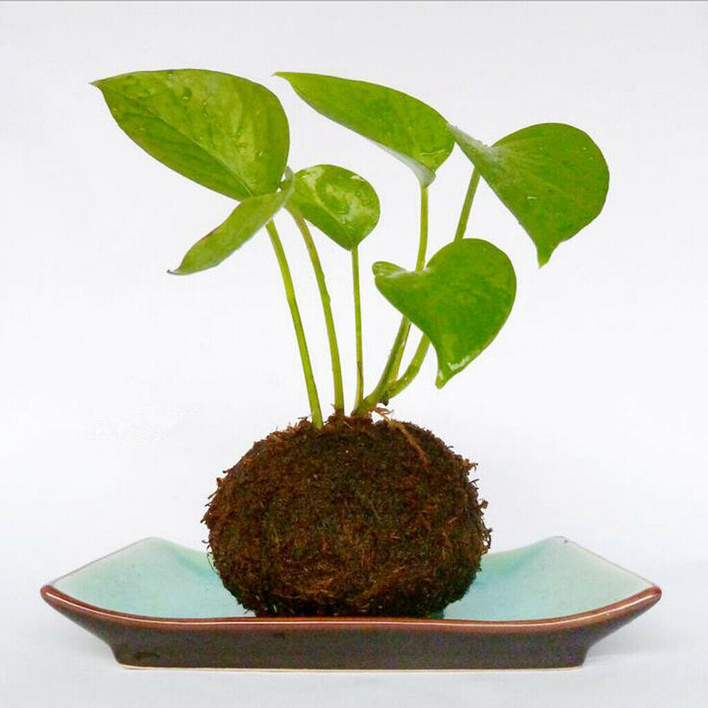 6 Pieces Creative Moss Ball Flower Pot Planter Bonsai Plant Holder Home 12cm