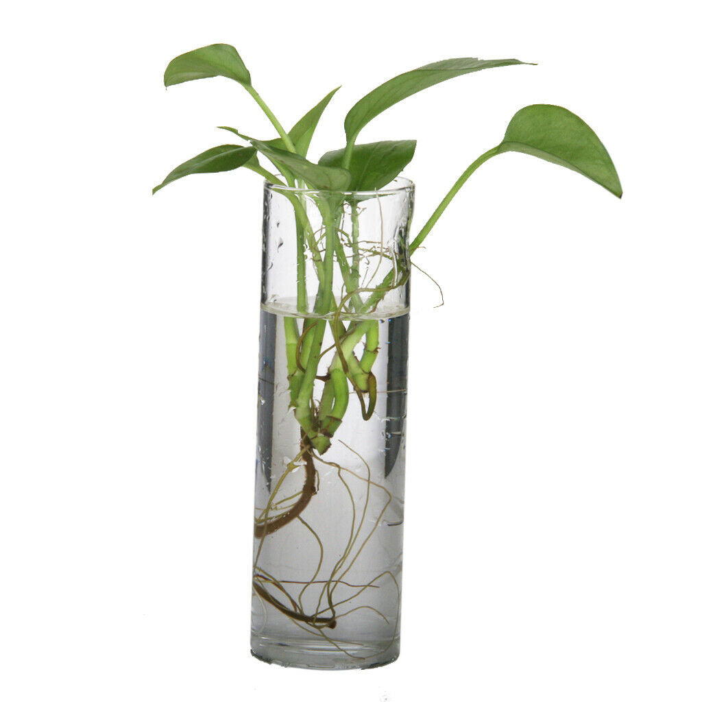 2 Pack Hanging Terrarium Flower Air Plant Planter Glass Vase Home Wall Decor