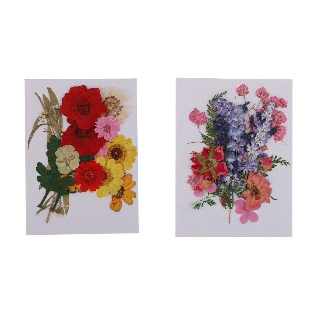 Multiple Natural Real Pressed Dried Flowers Leaves Assorted for Card making