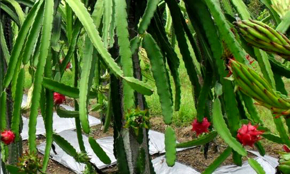 40 PCS Seeds Pitahaya Dragon Fruit Sweet Edible Fruit Home Garden High Quality