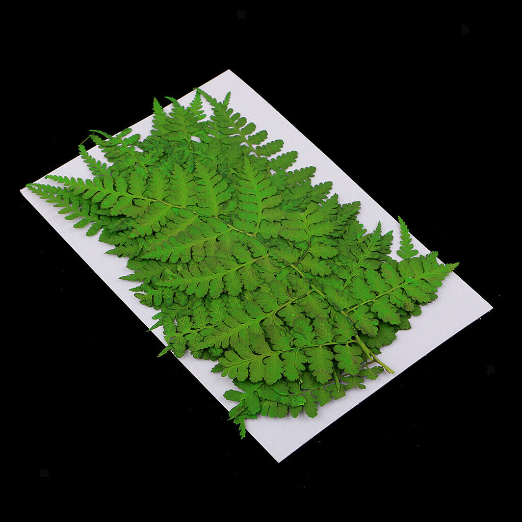 12pcs 11-13cm natural pressed woodsia fern Leaves dried flowers plant specimen