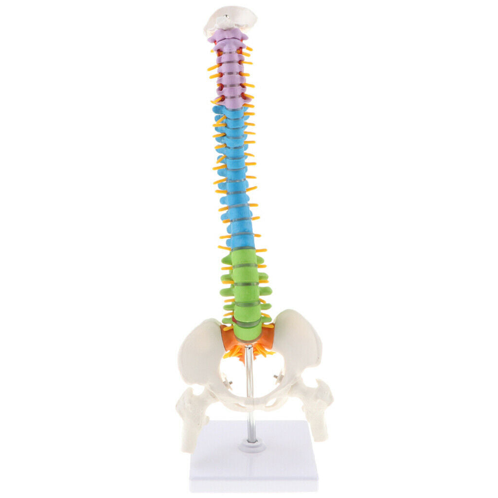 Human Vertebral and Pelvis Anatomical Spine with Stand for Science Classroom
