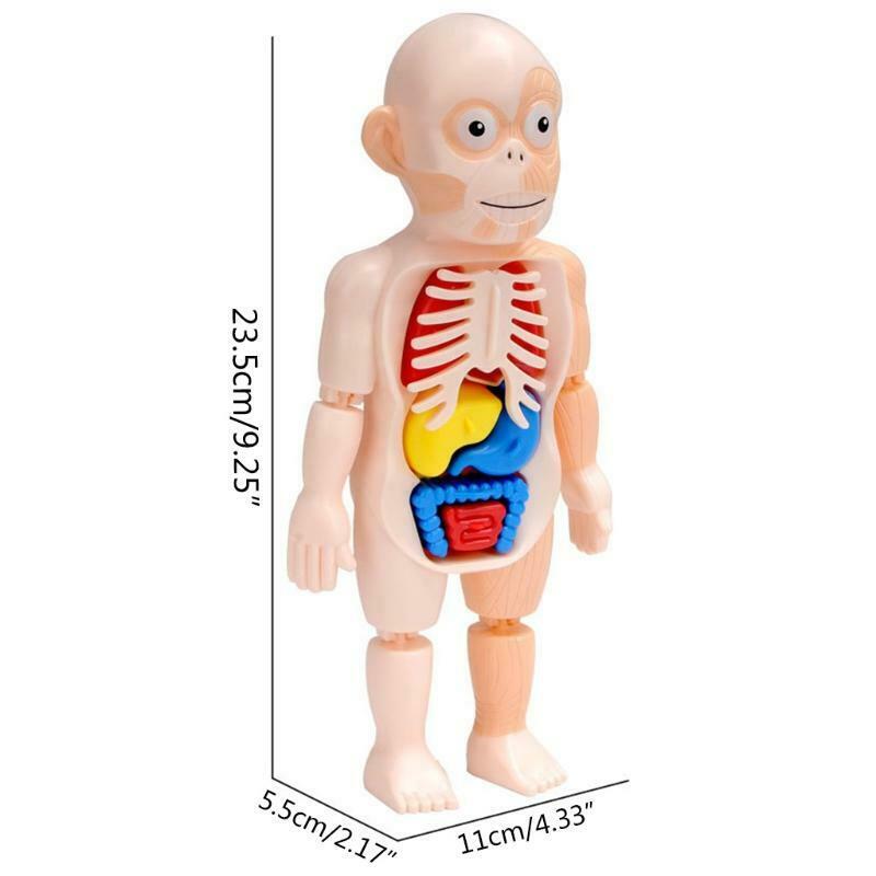 1Set Creative Building Block Human Organ Board Kindergarten Montessori Puzzle