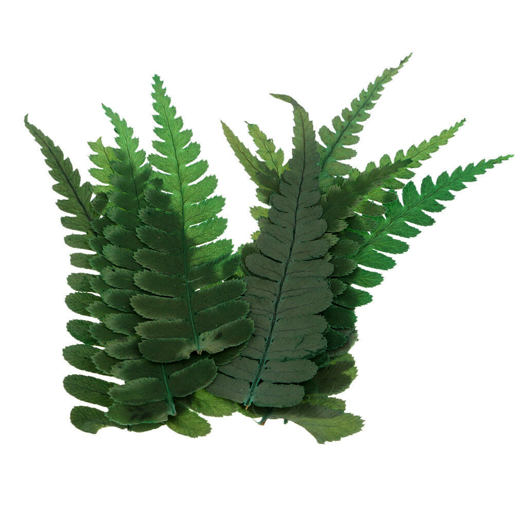 10x Pressed Real Natural Dried Flowers Ferns Plants for DIY Specimen Craft