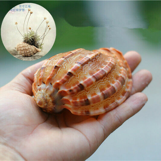 1 Pc Natural Conch Shells Harp Conoidalis Seashells Nautical Decor 8-10cm HH6972