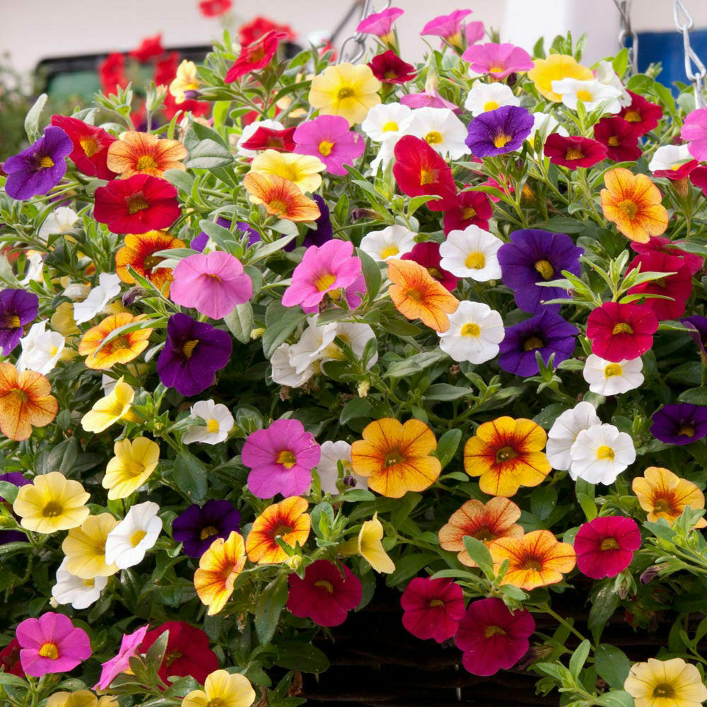 200 PCS Flowers Seeds Petunia Multicolor Annual Plant Home Garden High Quality