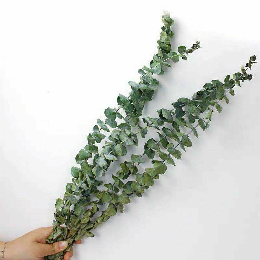 10x Natural Dried Flower Eucalyptus Branches Leaves Bouquets Home Decors hot