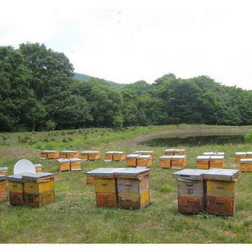 Beeswax  each - Filtered Organic Pure Yellow Bees wax Cosmetic Grade 15g