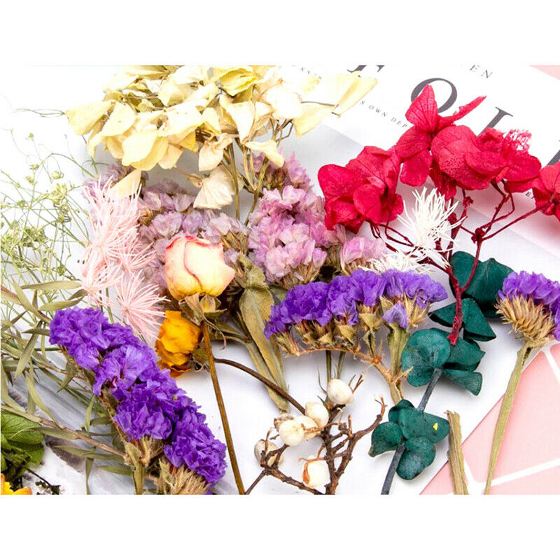Random 1 Box Natural Dried Flower Dry Plants Real Flowers DIY Craft Acces.l8