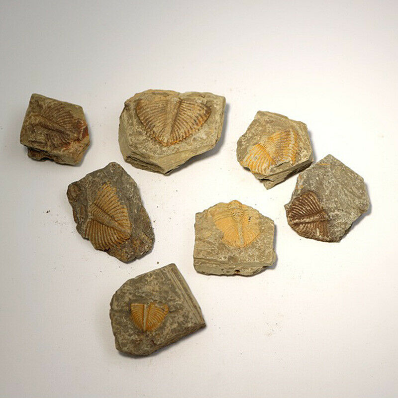 Natural Fossil Trilobite Coronocephalus Matrix Rock Crystal Specimen Home Decor
