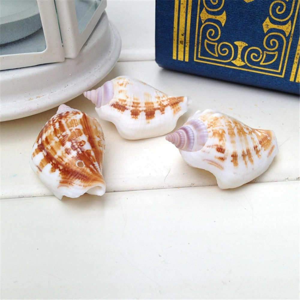 10 pcs Natural Sea Shells Strombus Conch Seashells 3cm -6cm DIY Craft Decor