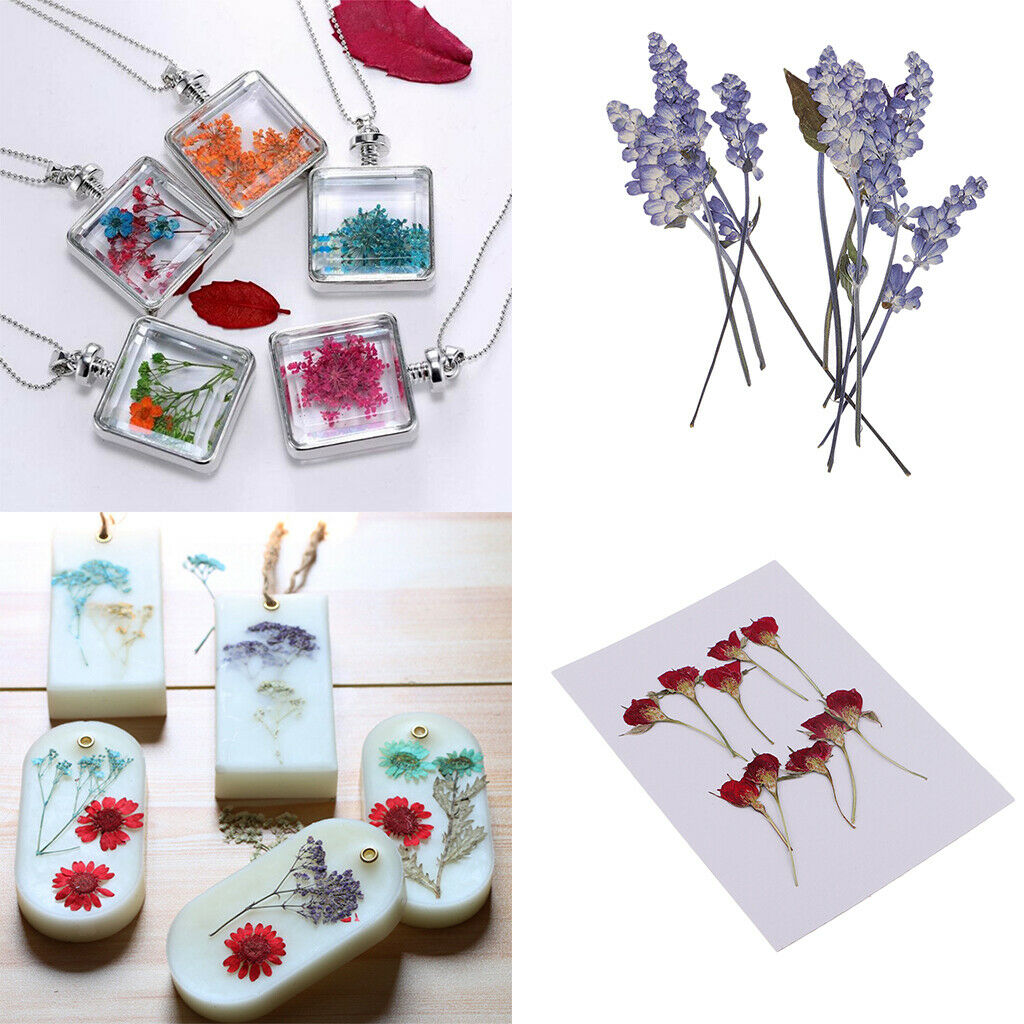 20 Pcs Multi Beautiful Real Pressed Flowers Natural Dried Flowers for Arts