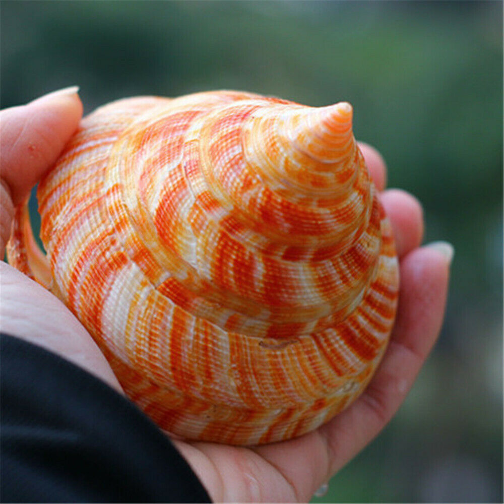 5-10cm Emperor's Slit Shell Spiral Conch Seashell Fish Tank Ornament Art Decor