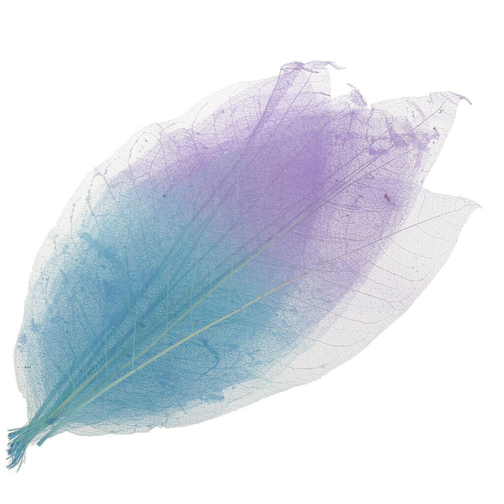 50pcs Natural Magnolia Skeleton Leaf Card Making Scrapbook Embellishment #2