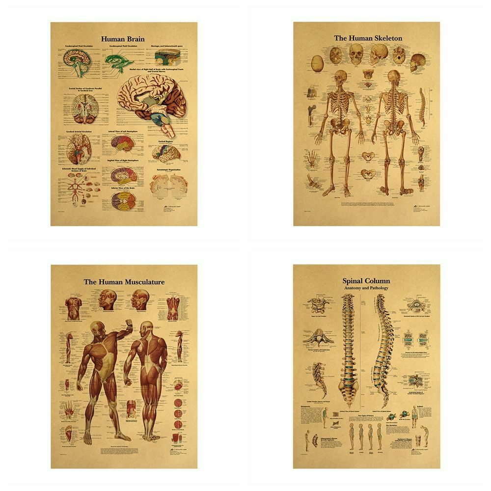 Human Structure Skeleton Musculature Retro Anatomy Picture Kraft Paper Poster