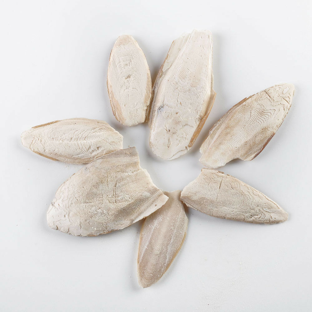 New Cuttle Fish Cuttlefish Bone For Pet Budgie Birds Reptiles Tortoise Food