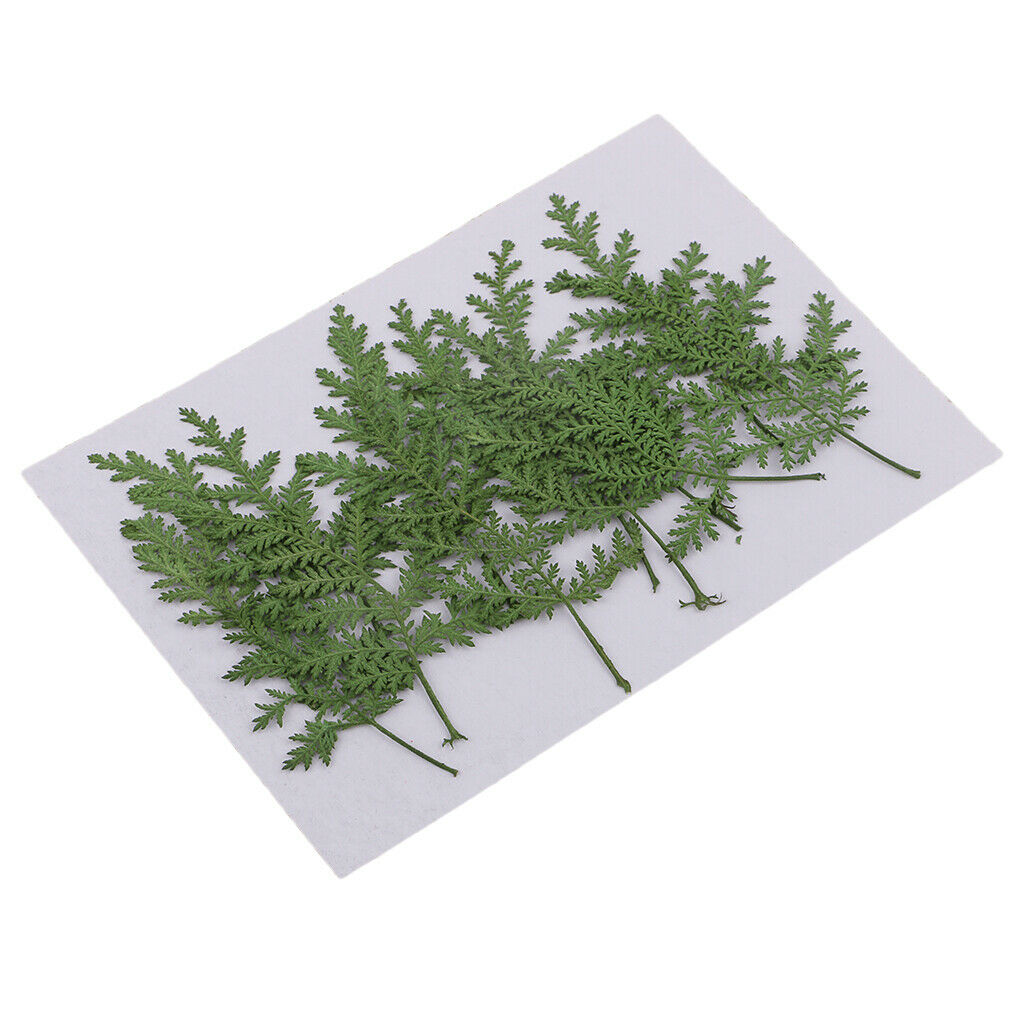 12pcs real dried leaves wormwood embellishment for DIY phone
