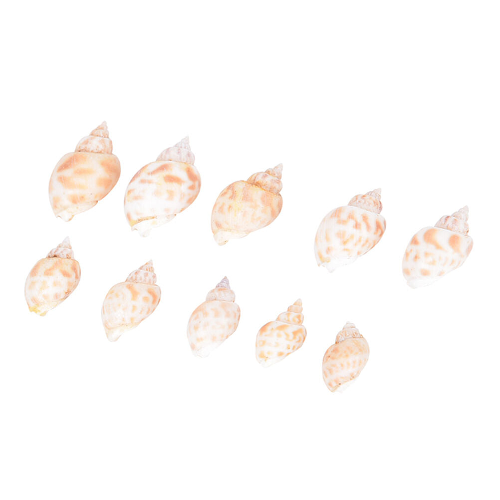 Aquarium Mixed Bulk Sea Shells Beach Shell Table Decor Craft FUN HOT B Re
