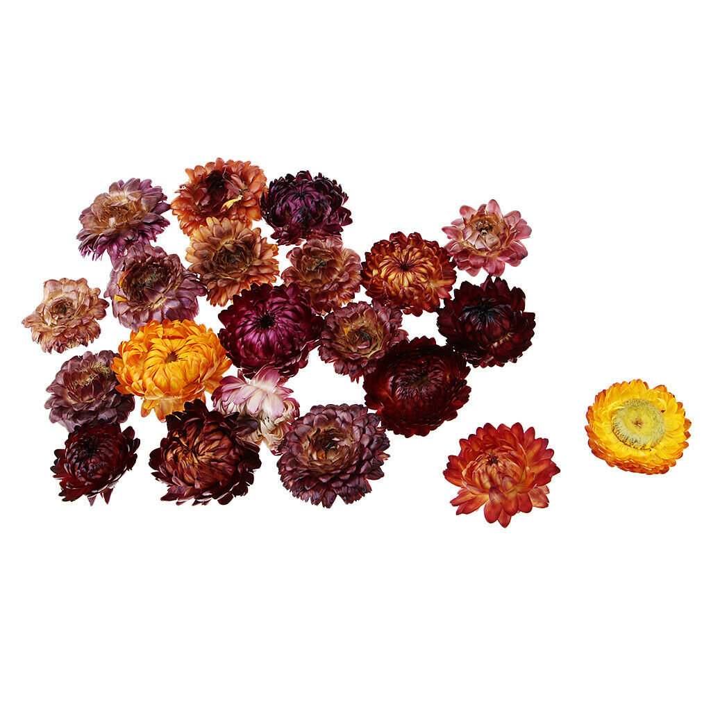 20g Pressed Flowers Real Natural Dried Flower Petals for DIY Crafts