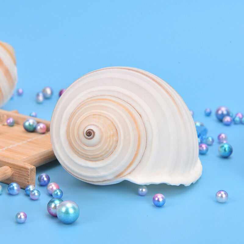 1pc Natural Striped Shell Conch Coral Sea Snail Ornament Landscape DecoratioFCA