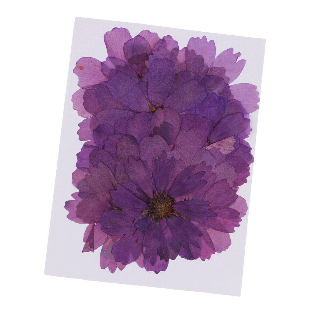 20  Coreopsis Dried Flower Embellishment For DIY Phone Case Decoration