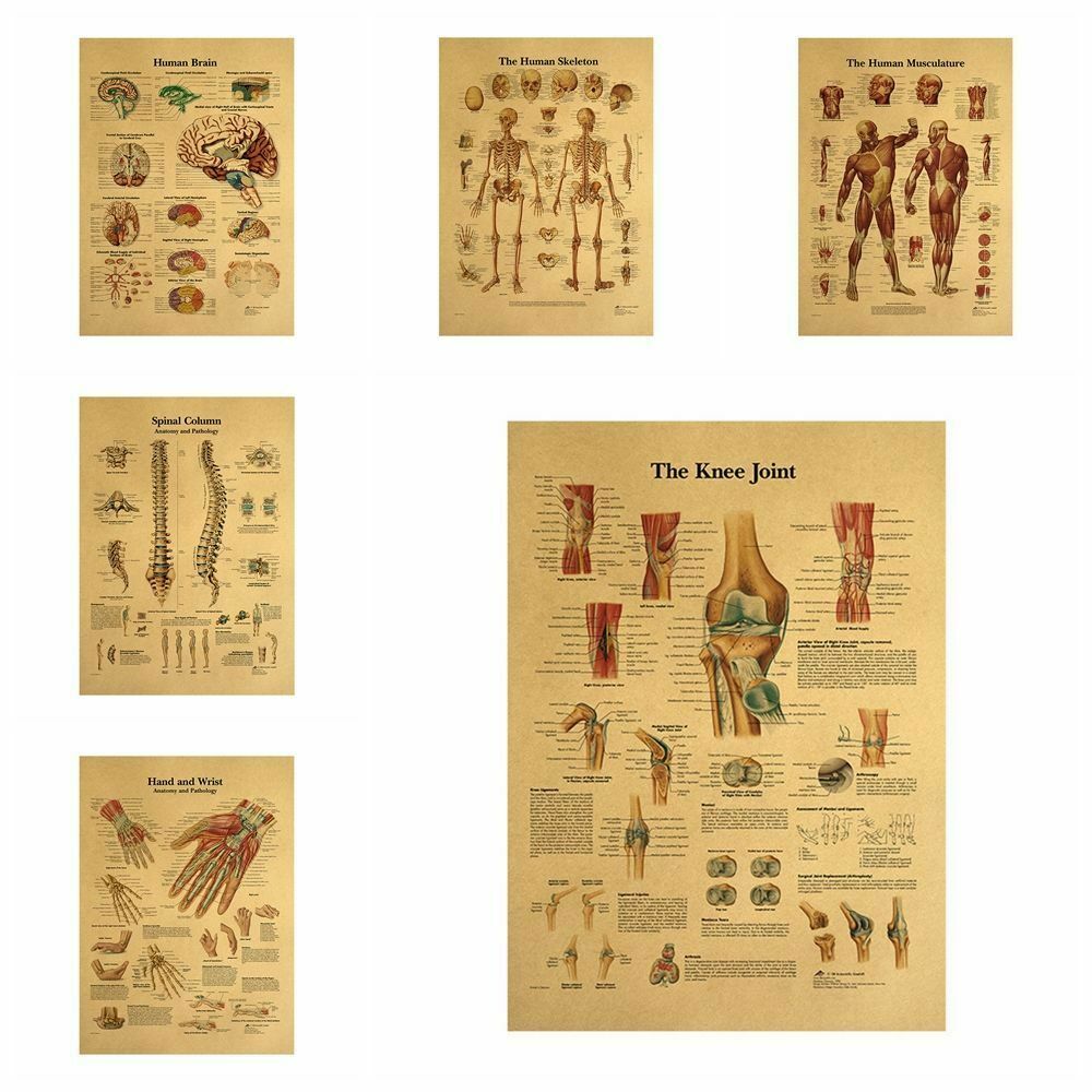 Human Structure Skeleton Musculature Retro Anatomy Picture Kraft Paper Poster