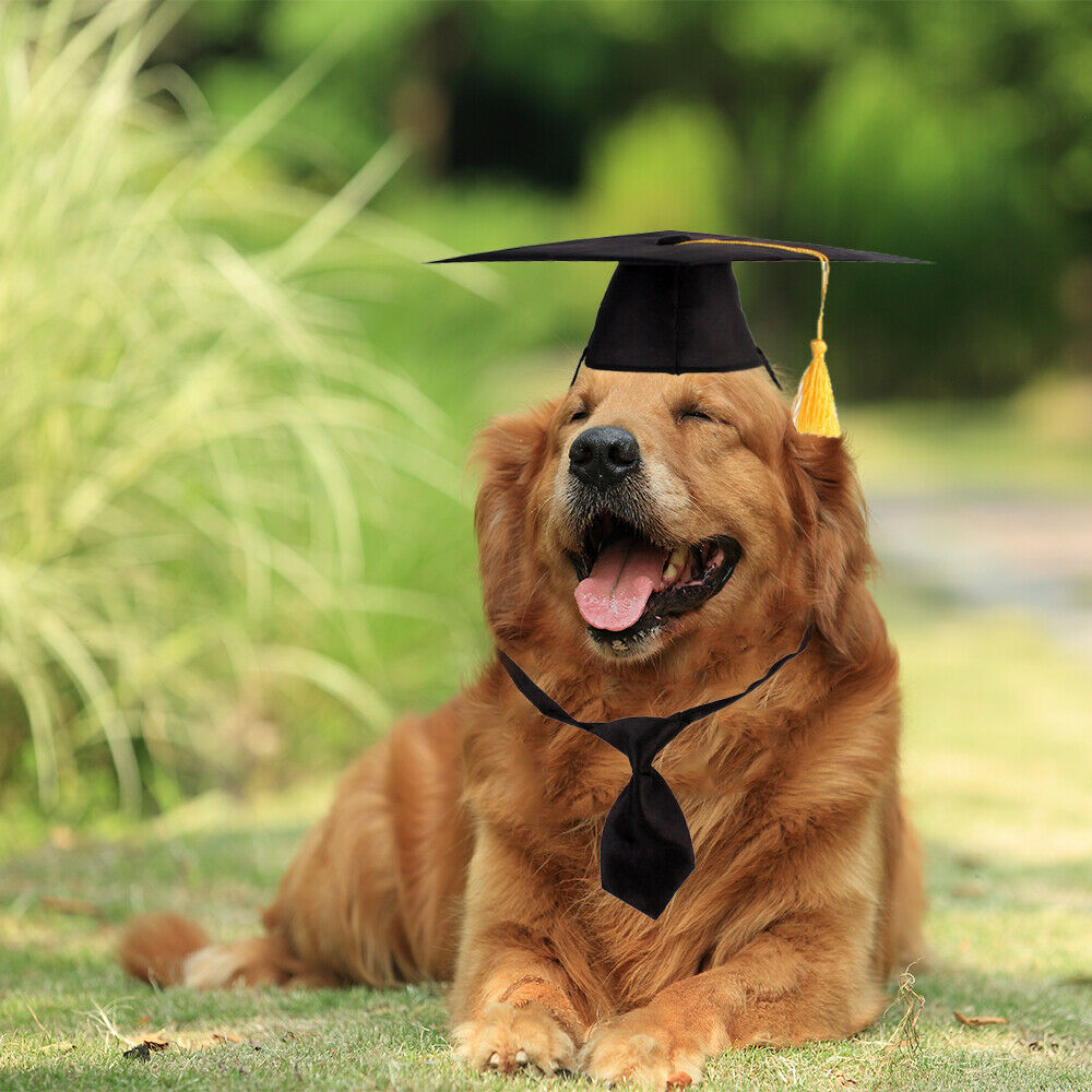 Hats Pet Graduation Outfits Dog Hat Photography Apparels Graduation Necktie