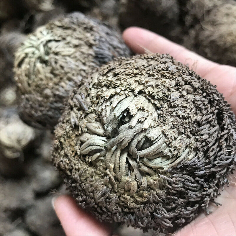 7-10cm Dried Flower Magic Resurrection Plant Air Fern Selaginella Moss Decor DIY