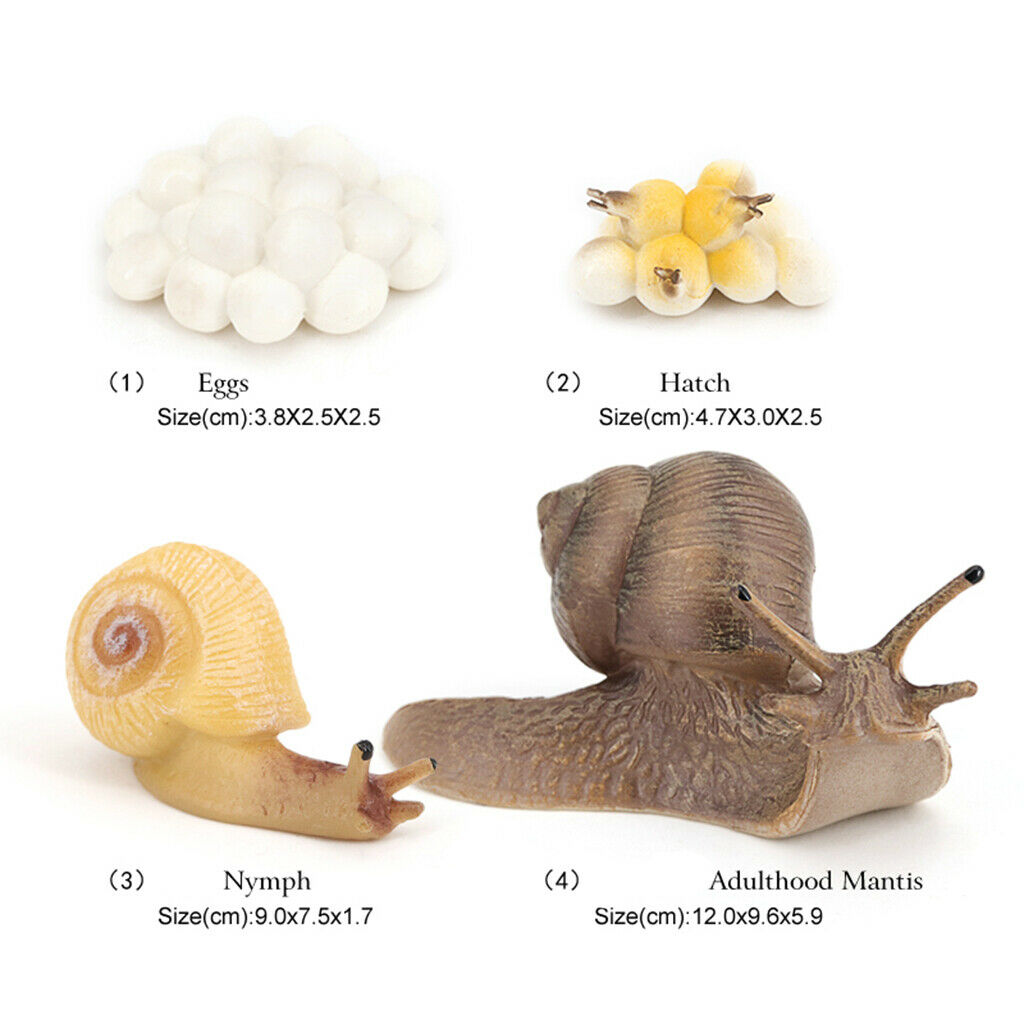Simulation Snail Growth Life Cycle Child Educational Learning Cognitive Toys