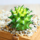 Artificial Succulent Plant Cactus Home Decor