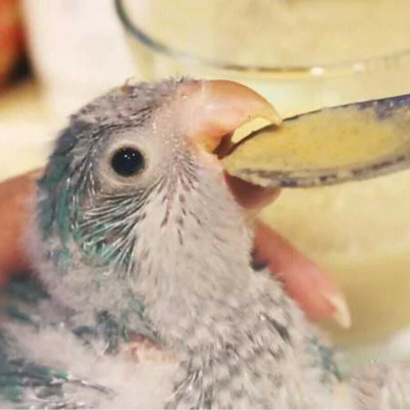 5Pc Baby Bird Pointed Feeding Spoon Stainless Steel Milk Medicine Parrot Fee CH