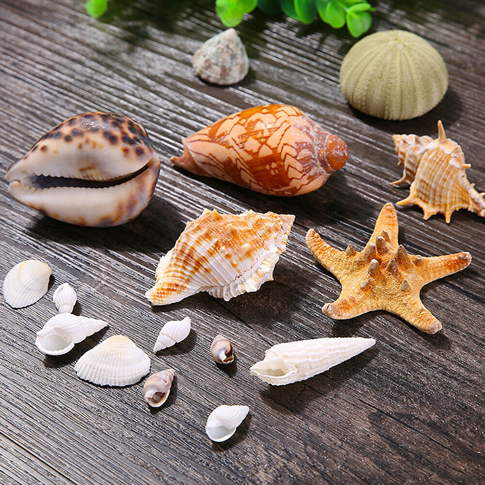 Natural Sea Shells Conch Fish Tank Aquarium Landscape Ornament Home Decor DIY