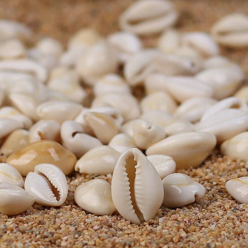 Small Sea Shells Assorted Natural Seashells Conch Crafts DIY Decoration 100g