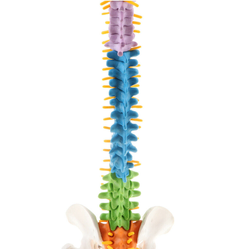 Human Vertebral and Pelvis Anatomical Spine with Stand for Science Classroom