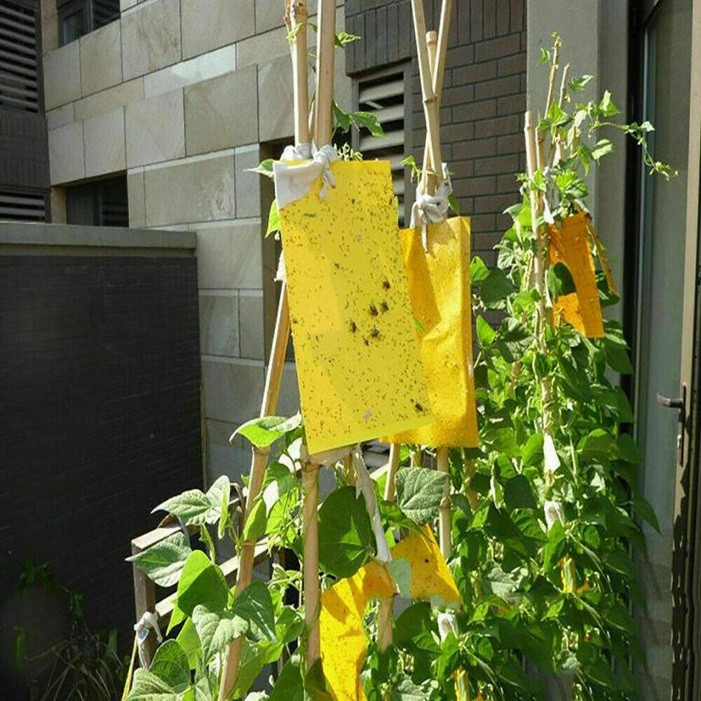 10x Sticky Fly Bug Wasp Insect - Poison Free Paper Traps Catchers Traps 10x15cm