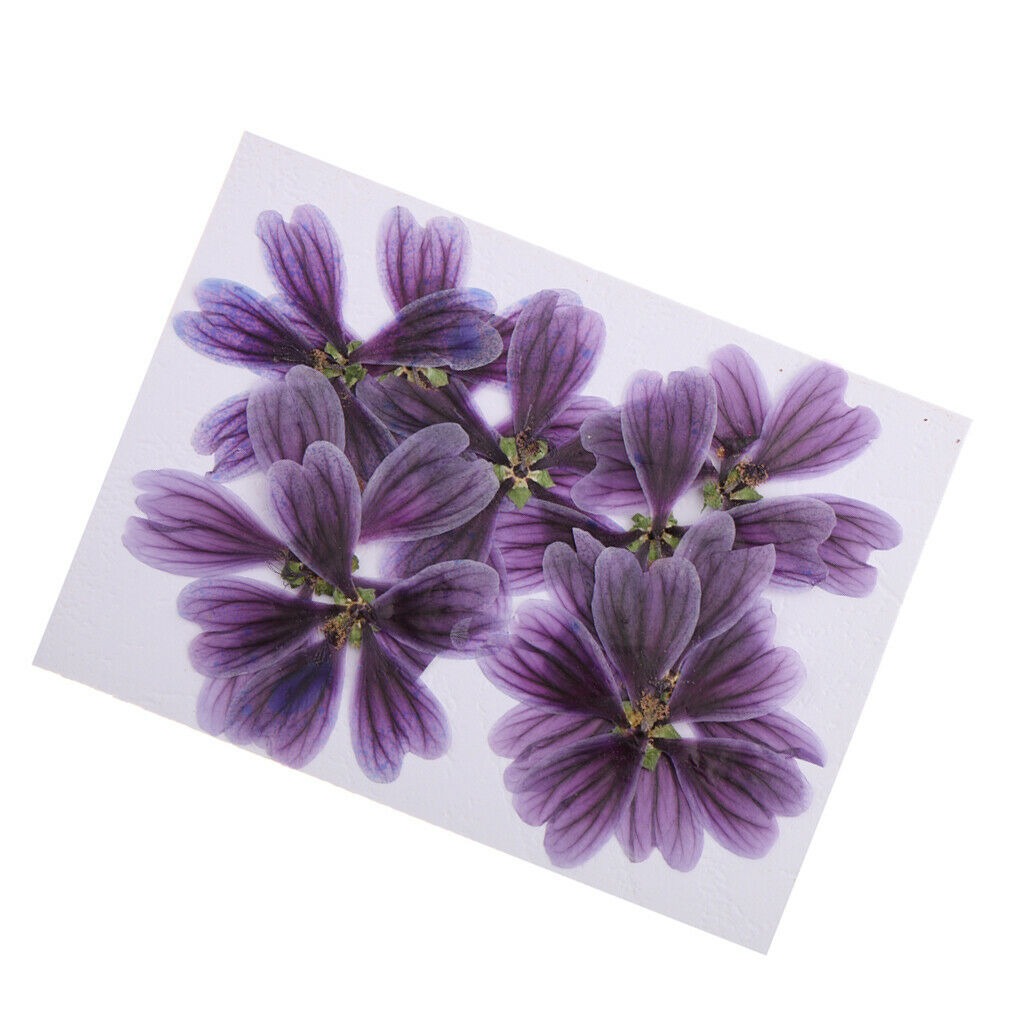 10 pieces of pressed dried flowers of Althaea Rosea