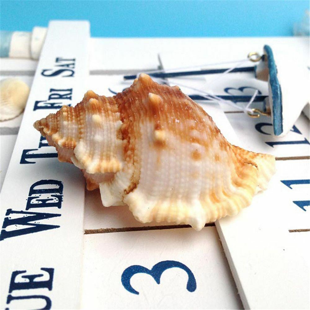 2 pcs Spiral Sea Shells 3cm -6cm Natural Seashells Conch DIY Craft Decorations