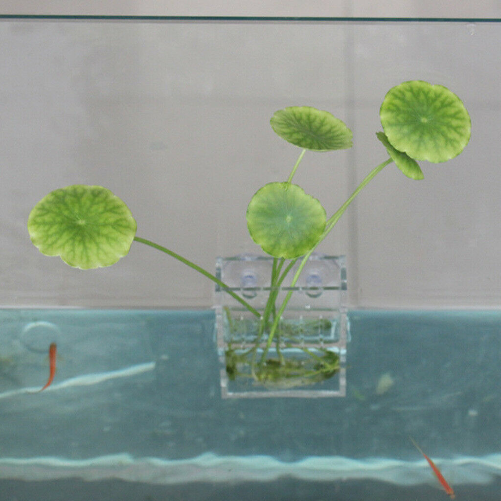 Cr Acrylic Planter / Aquarium Water Live Plants Container