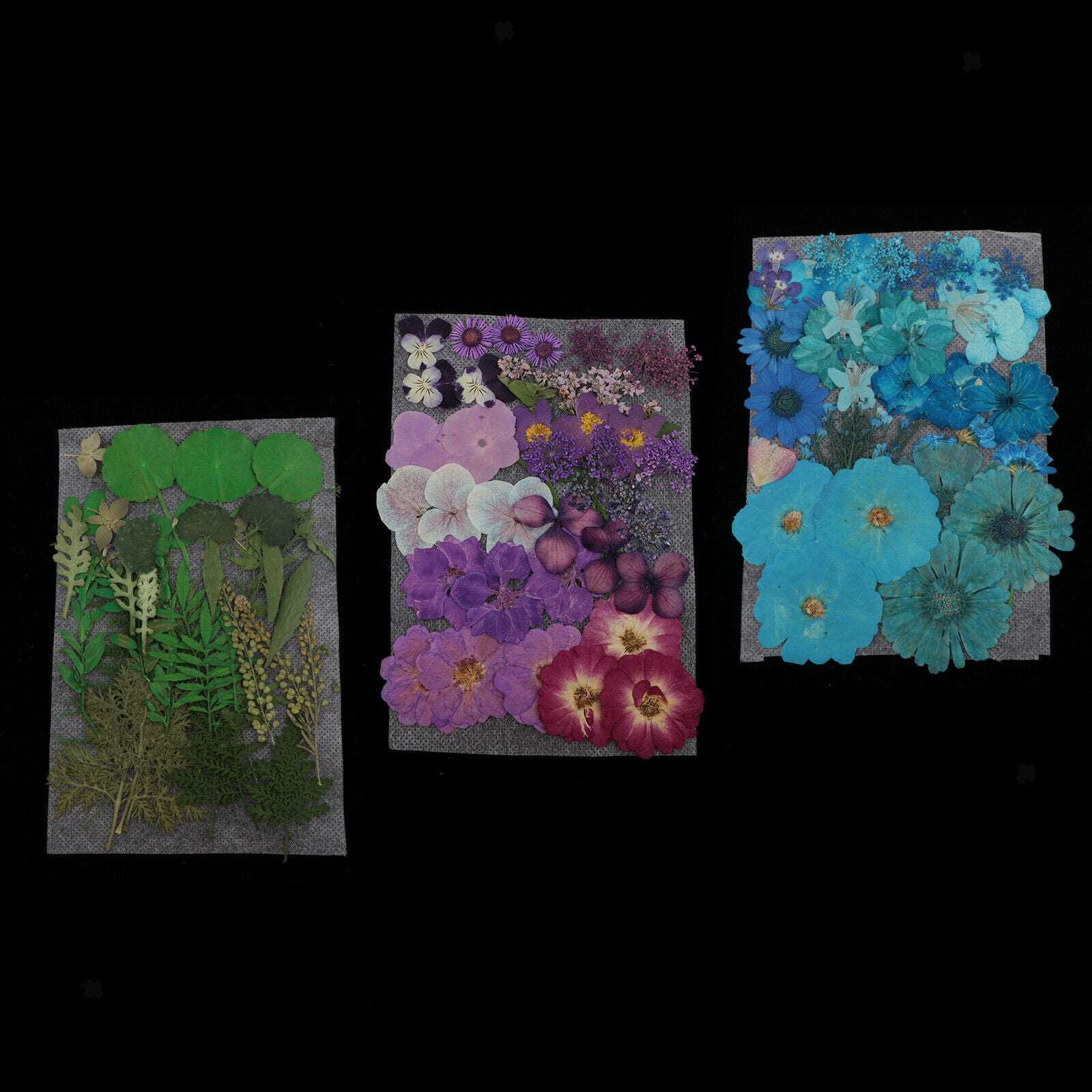 Dried Flower Larkspur Pressed Dried Flowers DIY Greeting Crafts Decoration