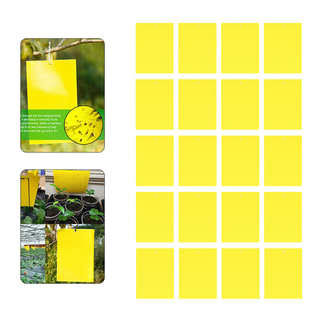 Double-Sided Sticky Traps 6x4 Inch for Indoor Outdoor Aphids 20pcs