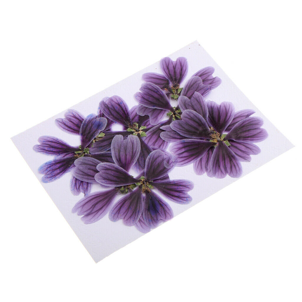 10 pieces of pressed dried flowers of Althaea Rosea