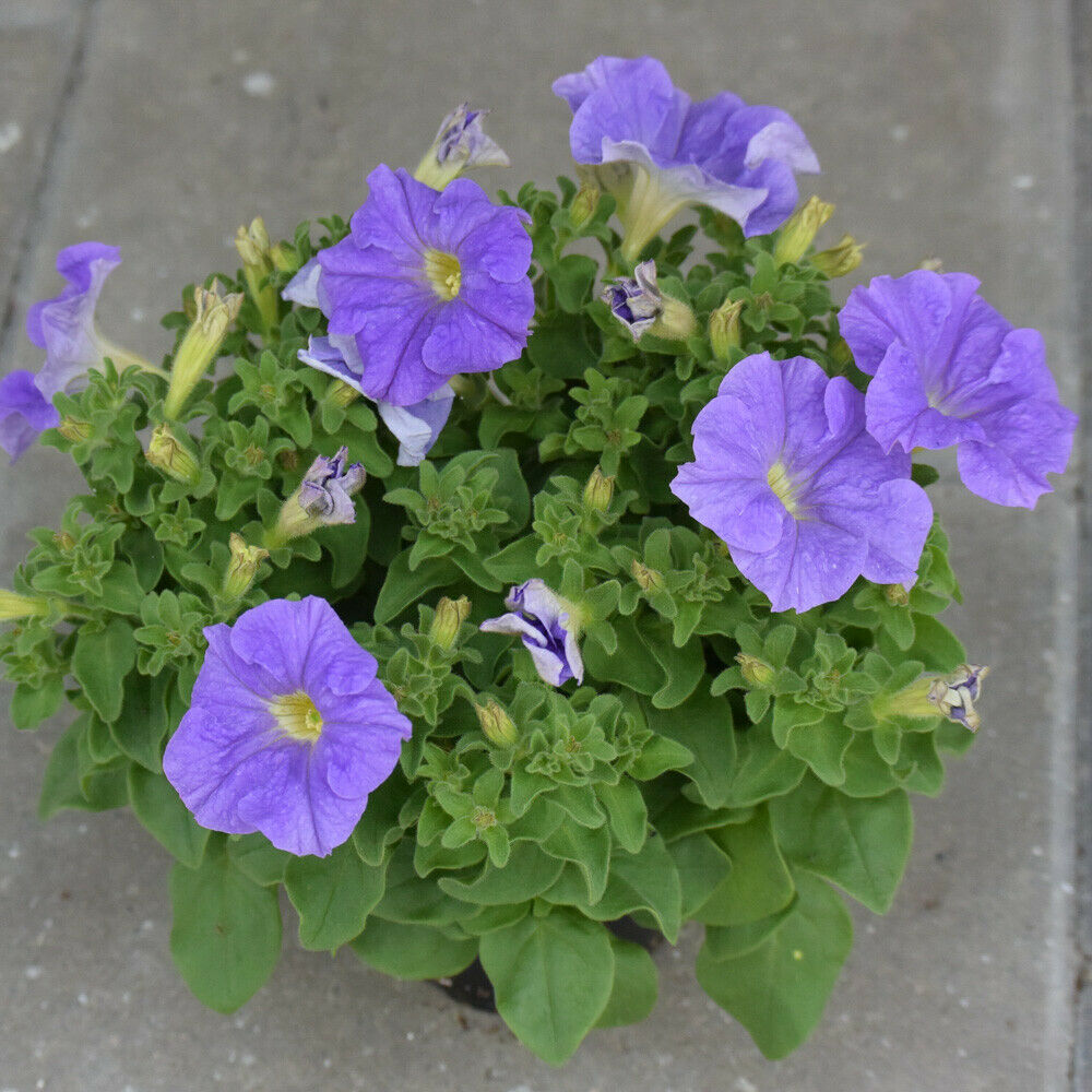 100PCS Seed Petunia Sky Blue Annual Beautiful Fragrance Home Garden High Quality