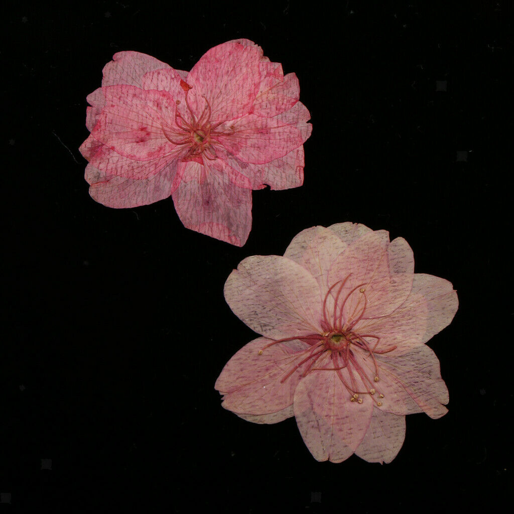 10 x Real Pressed Flower Dried Cherry Blossom for Floral Craft Card Making