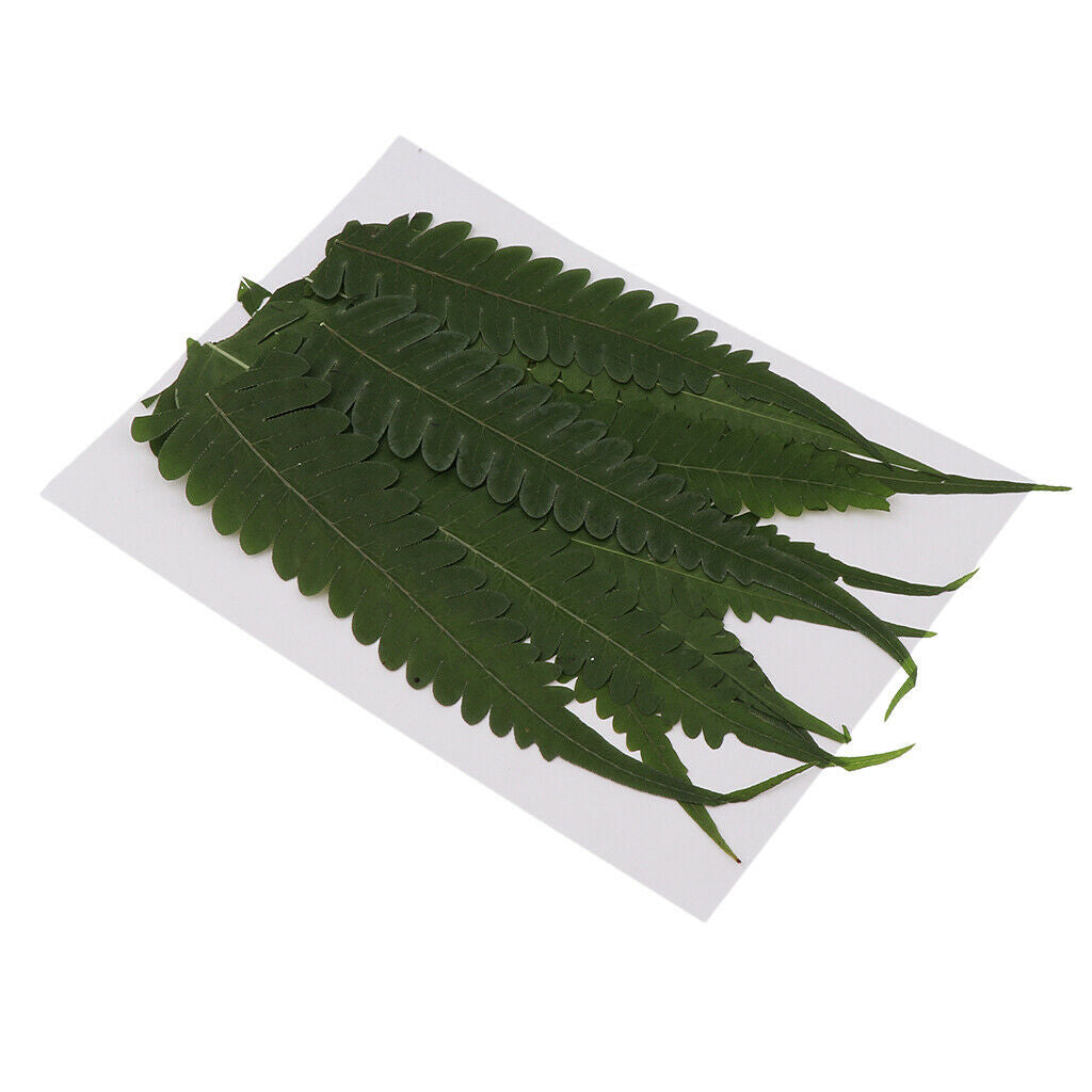 12Pcs Natural Real Dried Fern Leaves Pressed DIY Phone Case Decor Bookmarks