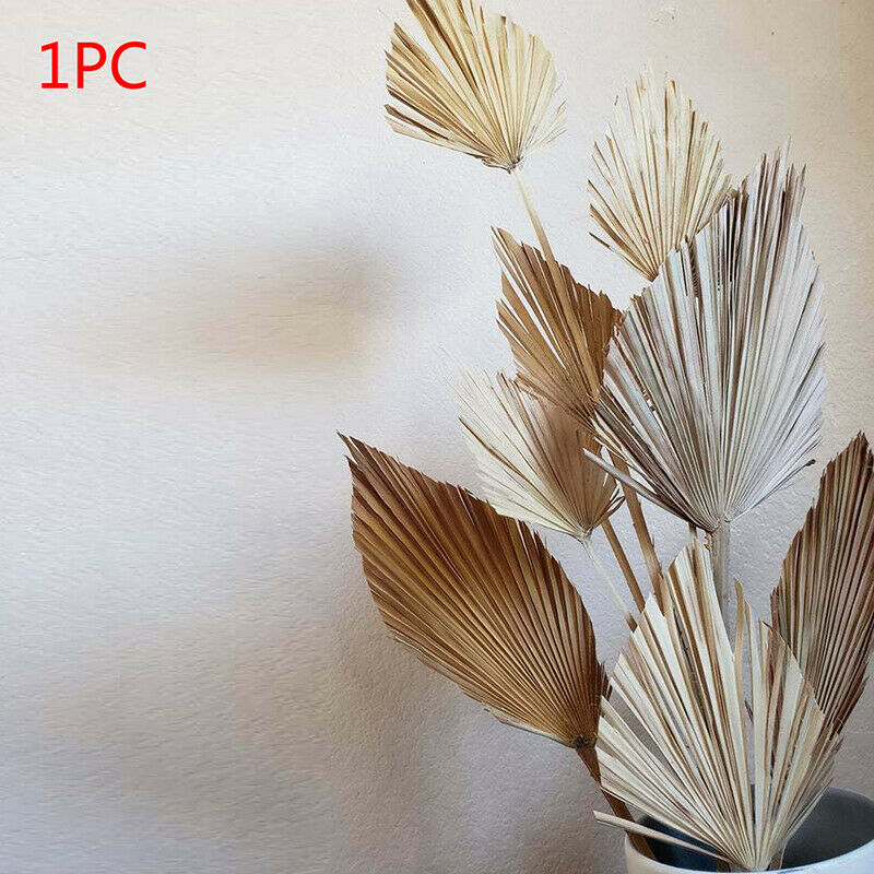 Palm Fan Leaf Dried Flower Palm Leaf Window Wedding Arch Arrangement Party A DF