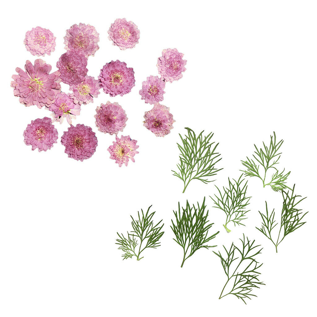 20 Dry Pressed Flower Leaves for Card Making
