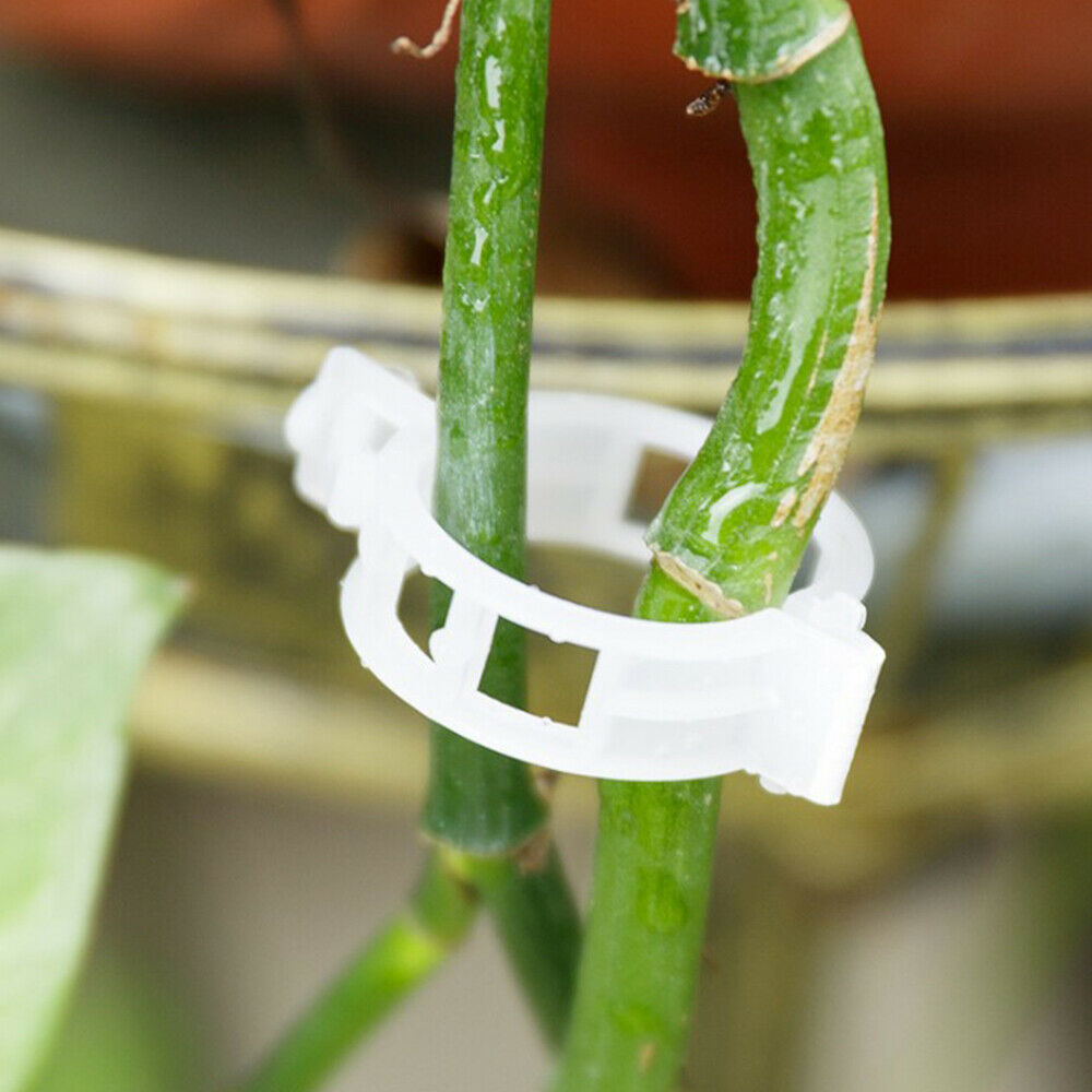 50Pc Garden Supplies Plant Clips Plant Fixing Clips Garden Plants  Clamping Tool