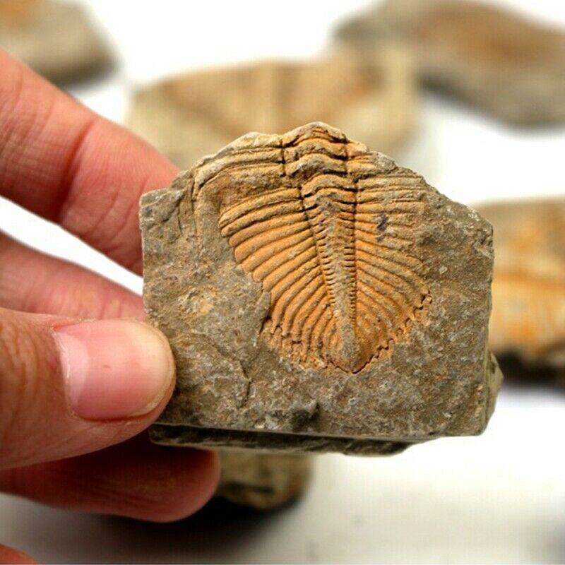 1X(1 PC Natural Trilobite Tail Fossil Ancient Fossils Teaching Specimens Colle1)