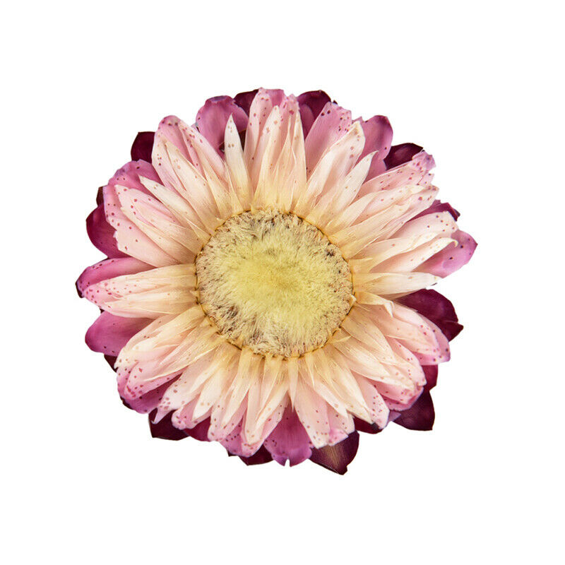 1Box Natural Colorful Chrysanthemum dried Flower heads Craft DIY Accessor.l8